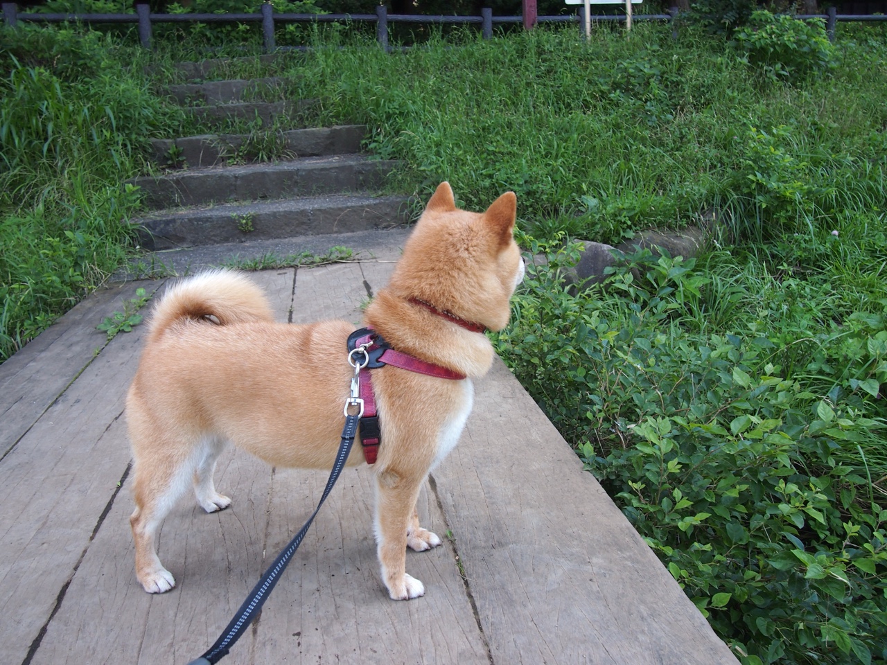 绿茵场上的波兰走廊，当贝林厄姆照亮天际，比利亚雷亚尔为何在血拼中构筑东欧人才堡垒？