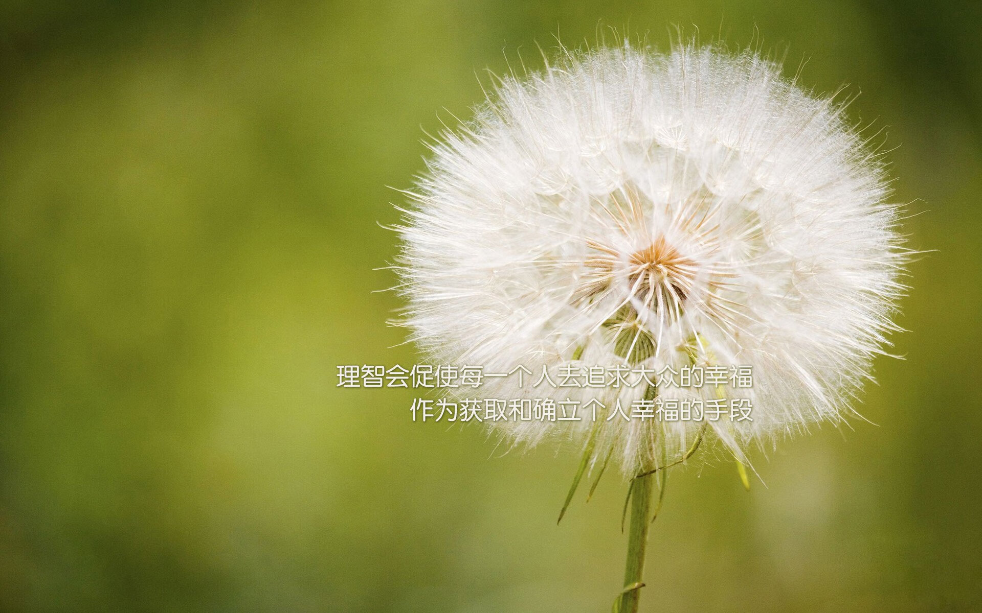 绿茵交响诗，当阿尔瓦雷斯的即兴火花点燃勒沃库森的精密齿轮