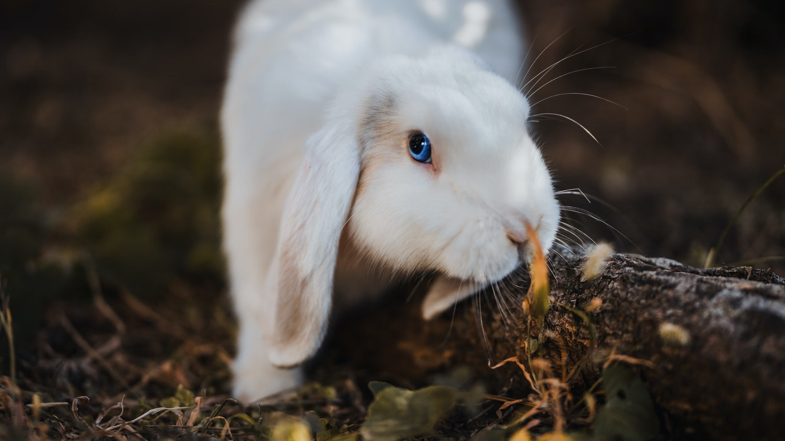 迪巴拉防守端铁闸锁敌，利物浦血拼终克国际米兰