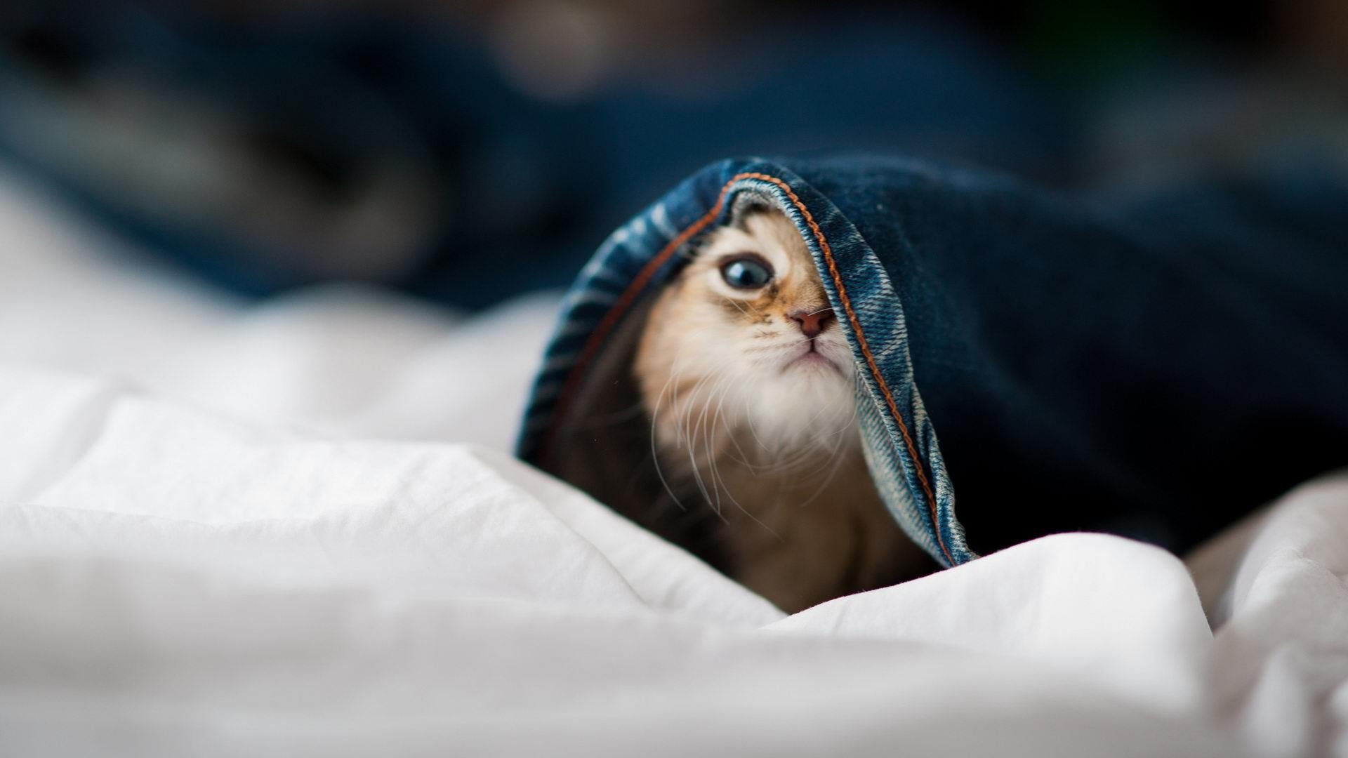 轰鸣与静默，当F1的涡轮在布伦森的指尖旋转