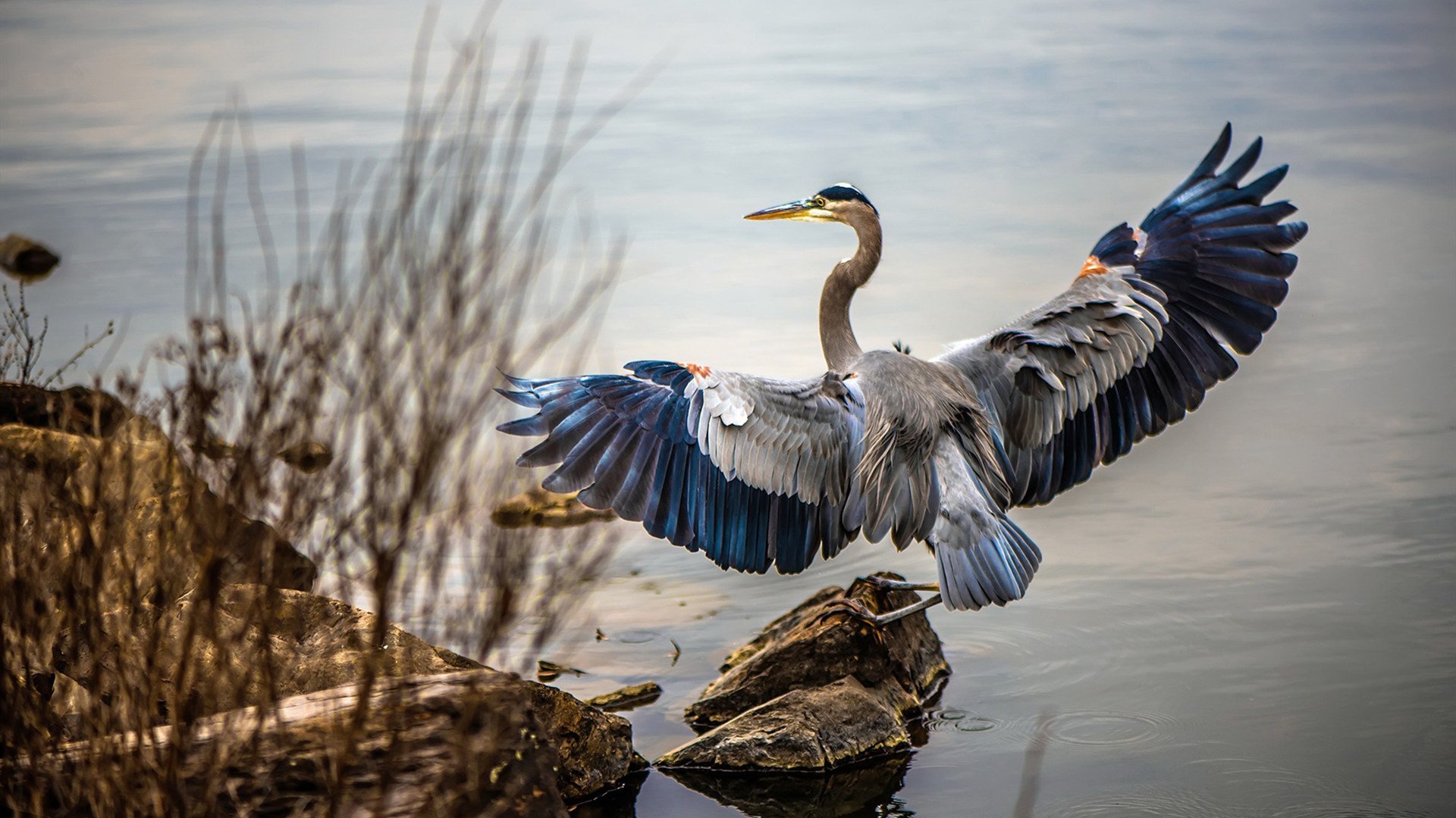 铁血决胜，唯一主宰—罗德里戈的攻防双面为塞内加尔写下独一剧本