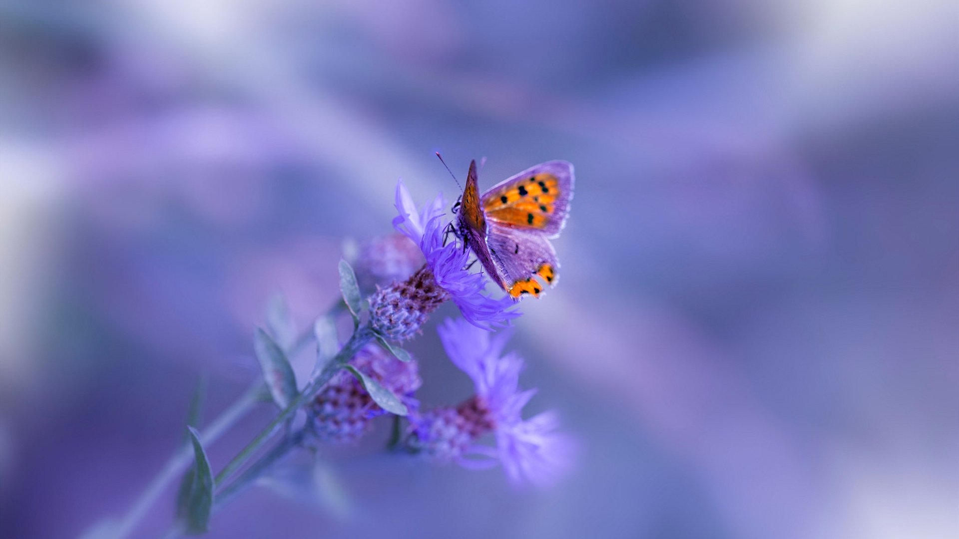 黑夜中唯一被镌刻的，阿克关键战的无声证词