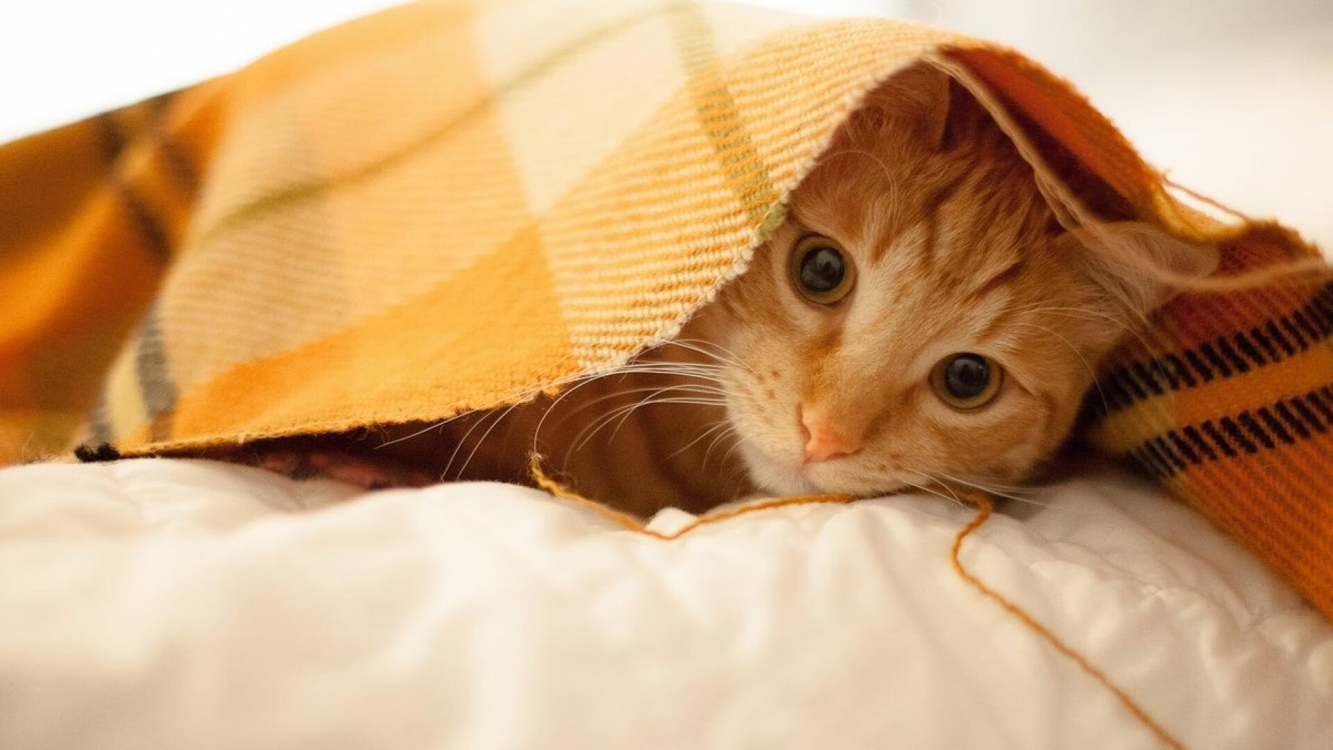 星火燎原，乔治末节19分，北京队惊天逆转凯尔特人